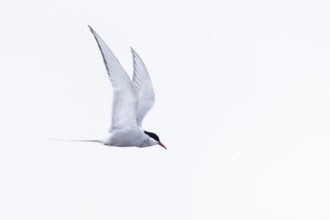 Arctic Arctic Tern (Sterna paradisaea) in flight, Terns (Sterninae), Muchinsonfjord, Spitsbergen,