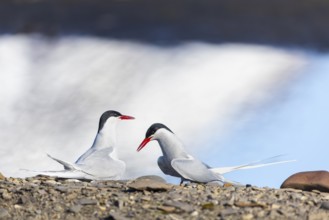 Arctic Arctic Tern (Sterna paradisaea), pair, food, nuptial gift, terns (Sterninae), gravel ground,