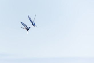 Two Arctic Terns (Sterna paradisaea) in flight, Terns (Sterninae), Longyearbyen, Spitsbergen,