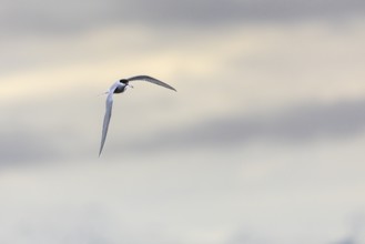 Arctic Arctic Tern (Sterna paradisaea) flying with fish in its beak, Terns (Sterninae),