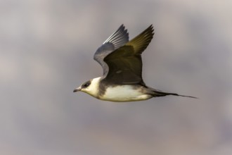 Long-tailed Skua (Stercorarius longicaudus) in flight, Aventdalen, Longyearbyen, Spitsbergen,