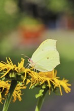 Lemon butterfly (Gonepteryx rhamny) on a yellow flower of a Great Telekie (Telekia speciosa),