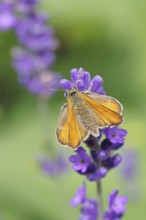 Large skipper (Ochlodes venatus), collecting nectar from a flower of Common lavender (Lavandula