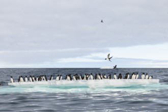 Thick-billed guillemot (Uria lomvia) on an ice floe, sea, water, alcids (Alcidae), Alkefjellet,