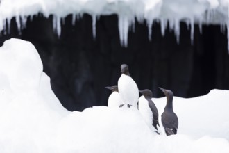 Thick-billed guillemot (Uria lomvia) on an ice floe, alcids (Alcidae), Alkefjellet, Spitsbergen,