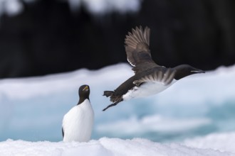 Thick-billed guillemot (Uria lomvia) on an ice floe, alcids (Alcidae), Alkefjellet, Spitsbergen,