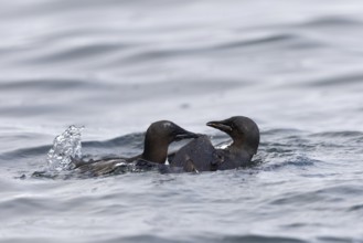 Thick-billed guillemot (Uria lomvia) fighting in the water, alcids (Alcidae), Alkefjellet,