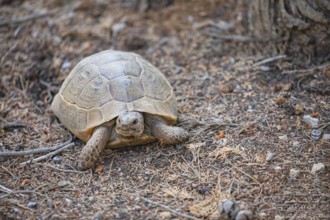 Common Tortoise (Testudo graeca) moving into the wood, Panormitis, Symi Island, Dodecanese Islands,