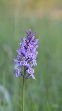 Moorland spotted orchid (Dactylorhiza maculata), inflorescence, close-up, Wilnsdorf, North