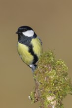 Great tit (Parus major), sitting on a moss-covered tree root, Wilnsdorf, North Rhine-Westphalia,