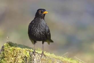 Blackbird (Turdus merula) male, on a moss-covered tree root, Wilnsdorf, North Rhine-Westphalia,