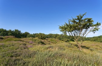 Ripple-crowned dune area in the Schleswig-Holstein municipality of Jörl. The nature reserve Düne am