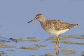 Wood Sandpiper (Tringa glareola) looking for food, standing in shallow water, wildlife, animals,