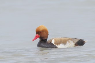 Red-crested pochard (Netta rufina), male, swimming in water, wildlife, animals, duck, Ziggsee, Lake