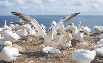 A gannet (Morus bassanus) (synonym: Sula bassana) spreads its wings, spread wings, gannet colony