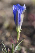 Lung gentian (Gentiana pneumonanthe), Emsland, Lower Saxony, Germany