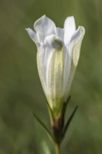 Lung gentian (Gentiana pneumonanthe), white colour variant, Emsland, Lower Saxony, Germany