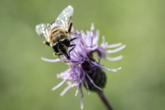 Golden hoverfly (Ferdinandea cuprea), Emsland, Lower Saxony, Germany