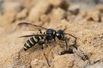 Digger wasp (Gorytes laticinctus), Emsland, Lower Saxony, Germany