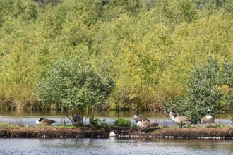 Waterfowl on an island in the lake of the Fockbeker Moor. The Fockbeker Moor is a nature reserve in