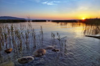 Atmospheric sunrise on Lake Murten, reed belt and stones in the water, Canton of Fribourg,