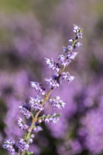 Heather (Calluna vulgaris), Emsland, Lower Saxony, Germany