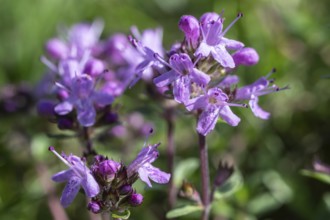 Sand thyme (Thymus serpyllum), Emsland, Lower Saxony, Germany