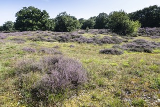 Flowering heather (Calluna vulgaris) in the Hutewald, Emsland, Lower Saxony, Germany
