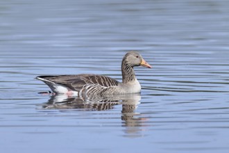 Greylag goose (Anser anser) swimming on the water, Chiemsee, Bavaria, Germany