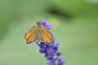 Large skipper (Ochlodes venatus), collecting nectar from a flower of Common lavender (Lavandula