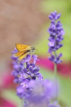 Large skipper (Ochlodes venatus), collecting nectar from a flower of Common lavender (Lavandula