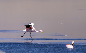 James flamingo (Phoenicoparrus jamesi), starts on a frozen lake, Laguna Cañapa, lagoon route, San