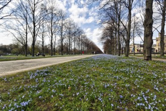 Blue stars, Scilla, walkers in the Herrenhäuser Allee, Georgengarten, Herrenhäuser Gärten,