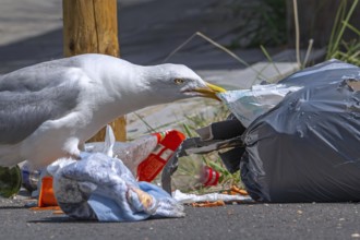 Bird nuisance by herring gull tearing up rubbish bag and feeding on trash, household refuse and