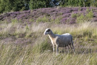 Bentheimer Landschaf (Ovis gmelini), Emsland, Lower Saxony, Germany