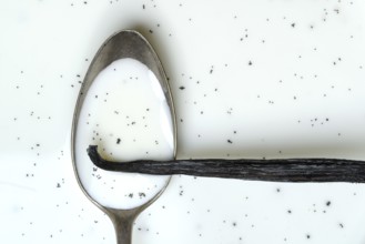 Spoon with vanilla pod, vanilla seeds in milk