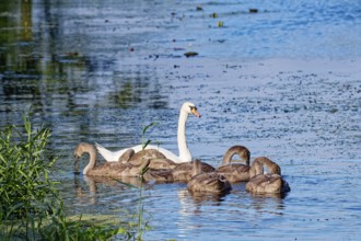 A swan with young on the River Trave in Brenner Moor. The Brenner Moor is a salt marsh, FFH area,