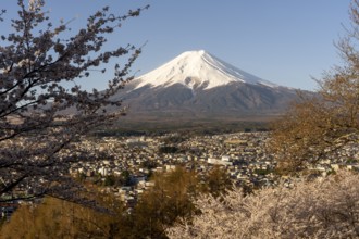 View of Mount Fuji, with blossoming cherry trees in the foreground, Fujiyoshida, Yamanashi