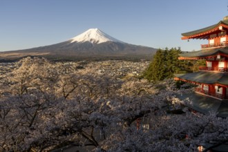 View of Mount Fuji, with the Chureito Pagoda and blossoming cherry trees in the foreground,