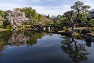 Pond with reflections, small bridge, blossoming cherry tree, Ovashiki Park, Himeji, Hyogo
