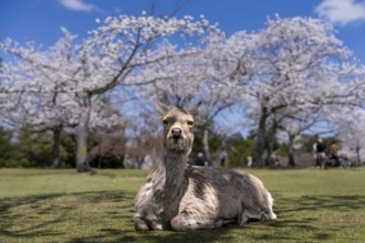 Japanese Sika deer (Cervus nippon) in front of blossoming cherry trees, Nara Park, Nara, Nara
