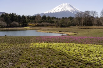 View of Mount Fuji, with Ryujin-ike pond in the foreground and many flowers, Fujikawaguchiko,