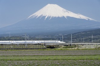 Mount Fuji with the Shinkansen train in the foreground, flower meadow, Fuji, Shizuoka Prefecture,