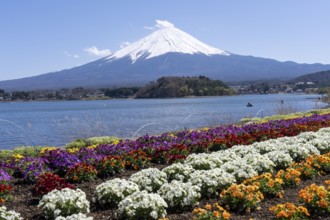 Mount Fuji with Lake Kawaguchi and flowers in the foreground, Fujikawaguchiko, Minamitsuru,