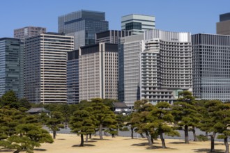 View of trees and skyscrapers, Kokyogaien National Garden, Chiyoda, Tokyo Prefecture, Tokyo, Japan