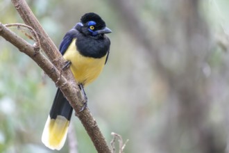 Crested Jay (Cyanocorax chrysops), Lib Gral San Martin, Jujuy, Argentina