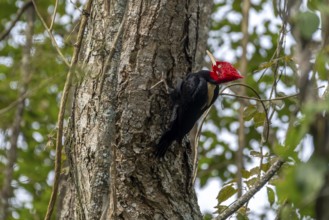 White-backed Woodpecker (Campephilus leucopogon), Lib Gral San Martin, Jujuy, Argentina