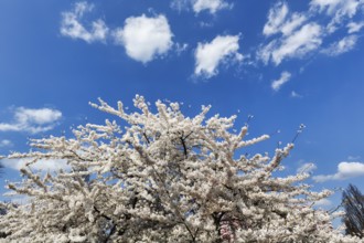 Cherry blossom (Prunus subg. Cerasus), Cumulus, Berggarten, spring in the Herrenhausen Gardens,