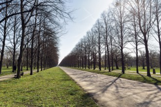 Walkers in the lime tree avenue, beginning scilla blossom, sunny weather, Hanover, Germany
