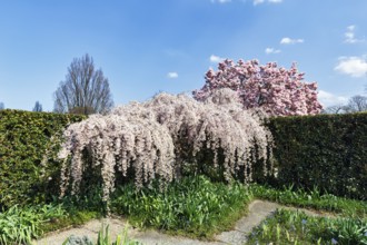 Hanging spring cherry, cherry blossom in the Berggarten, spring in the Herrenhausen Gardens, sunny